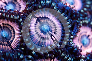 Beautiful zoanthids. Coral in coral reef aquarium tank. photo