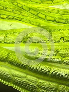 zoom micro organism algae cell