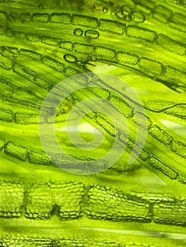 zoom micro organism algae cell