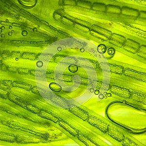 zoom micro organism algae cell