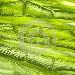 zoom micro organism algae cell