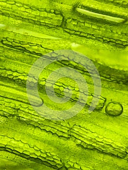 zoom micro organism algae cell