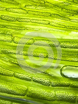 zoom micro organism algae cell