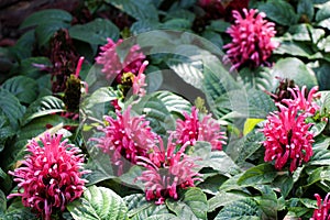 BeautifulBrazilian Blume flowers in nature