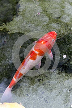 beautifulfish CARP fancy / koi fish swimming in pond, japanese