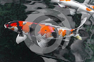 beautifulfish CARP fancy / koi fish swimming in pond, japanese