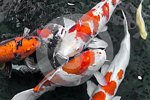 beautifulfish CARP fancy / koi fish swimming in pond, japanese