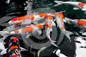 beautifulfish CARP fancy / koi fish swimming in pond, japanese