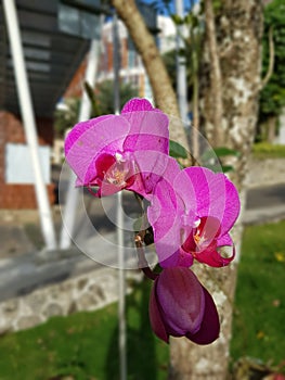 BeautifulFlower orcid in morning