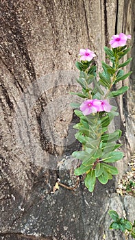 BeautifulFlowers formed in the rocky nooks of large cliffs without soil, conveying the means of patience.
