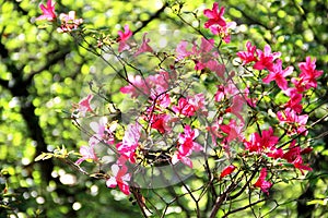 Beautifulgarden full of trees in bloom