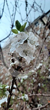 Beautifull apricot petals