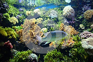 Beautifull aquarium