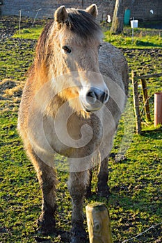 Beautifull belgian horse