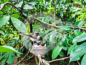 The beautifull birds in the tree