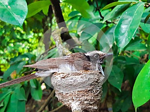 The beautifull birds in the tree