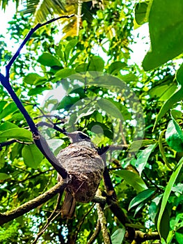 The beautifull birds in the tree