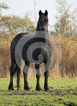 Beautifull black baroc horse photo