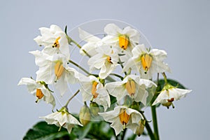 Beautifull blossom of potato Solanum tuberosum