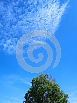 Beautifull blue Sky, clouds, and trees