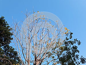 Beautifull Blue Sky with a tree