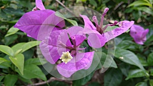 Beautifull bougainvillea flowers in teopical forest