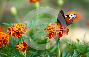 Beautifull brown black orange butterfly on flower