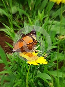 Beautifull butterfly