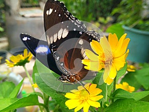 Beautifull butterfly above the yellow flower