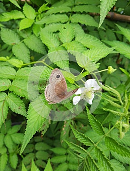Beautifull butterfly on the Flower