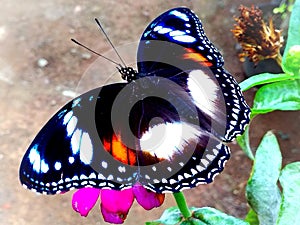 Beautifull butterfly in flower garden