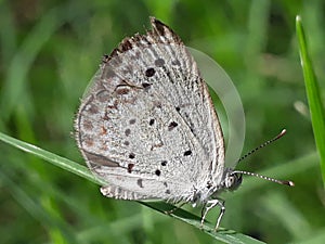 beautifull butterfly on the grass