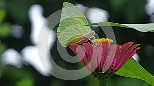 Beautifull Butterfly in grass