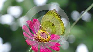 Beautifull Butterfly in grass