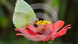 Beautifull Butterfly in grass