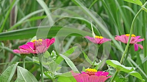 Beautifull Butterfly in grass