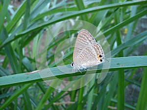 A Beautifull Butterfly habit in nature