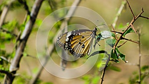 Beautifull butterfly in leaf