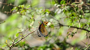 Beautifull butterfly in leaf