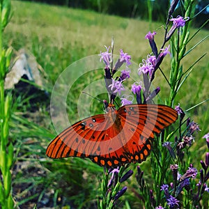 Beautifull Butterfly in meadow