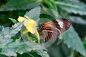 Beautifull butterfly in the nature on a yellow tropical flower