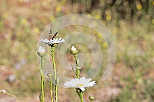 Beautifull Butterfly perched on the highest flower of a group of garden daisies