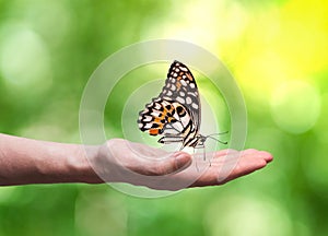 Beautifull butterfly is sitting on hand in nature.