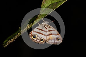 beautifull butterfly sleeping under a leaf in the jungle