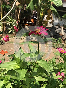 Beautifull butterfly touching flower