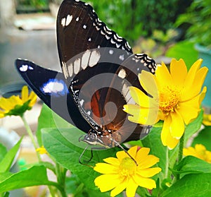 Beautifull butterfly on a yellow flower