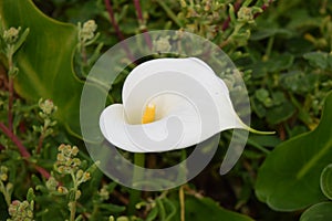 Beautifull calla flower