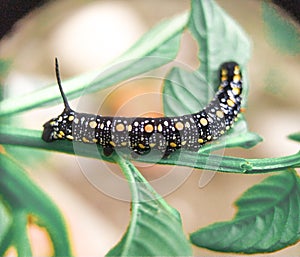 A beautifull Caterpillar on leaf