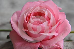 Beautifull close up of a pink rose