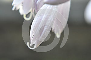 Beautifull close up of a white and pink flower